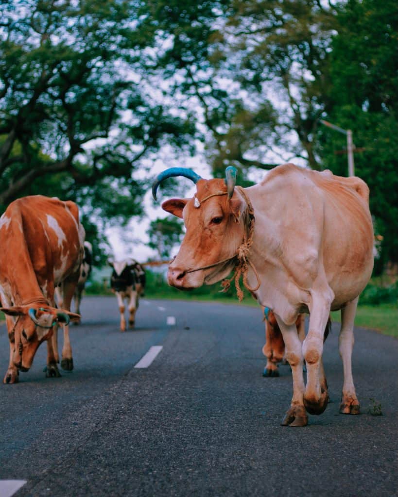 cows on the road in india
