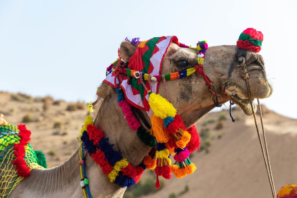 Camel trade in pushkar mela