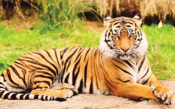 Royal Bengal Tiger yehaindia