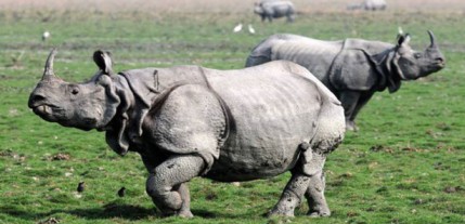 One-horned Rhinoceroses of Kaziranga