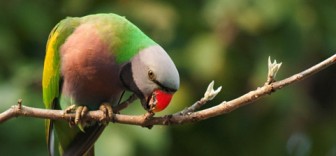 Red-Breasted Parakeet in Kaziranga