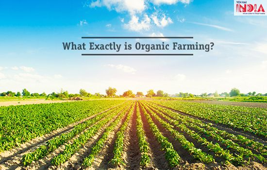 What exactly is Organic Farming