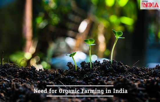 Need for Organic Farming in India