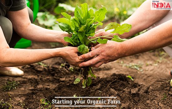 Starting your Organic Farm