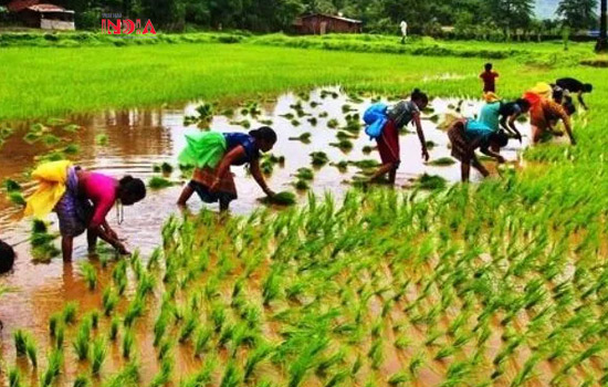 The Rise And Fall Of Traditional Farming