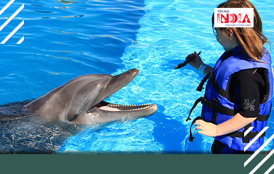 Dolphin Therapy