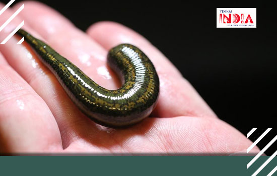 Medicinal Leech Therapy (Hirudotherapy)