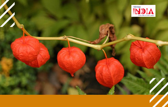 Ashwagandha or Winter Cherry