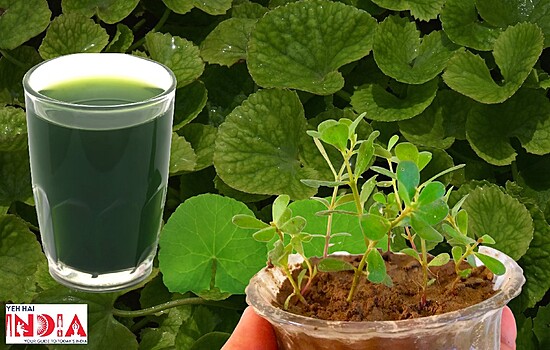 12 Health Benefits Of Brahmi For Skin, Hair And Overall Health