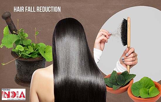 Benefits of Brahmi For Hair