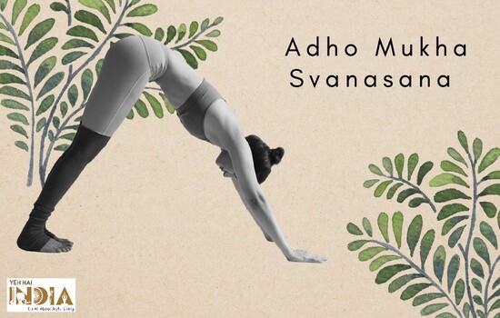 Adho Mukha Svanasana (Downward Dog Pose)