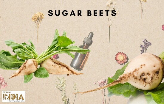 Sugar Beets - Glycolic Acid in Food