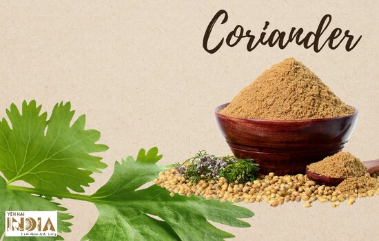 Coriander