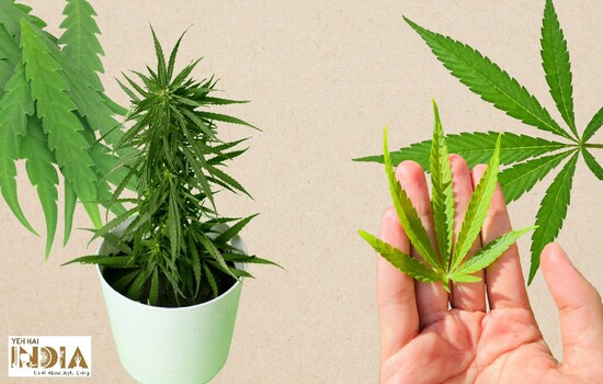 How is Hemp different from Marijuana