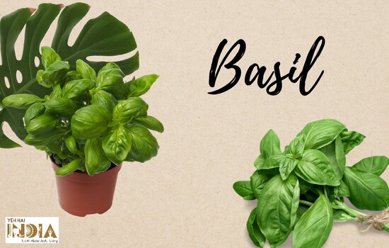 basil