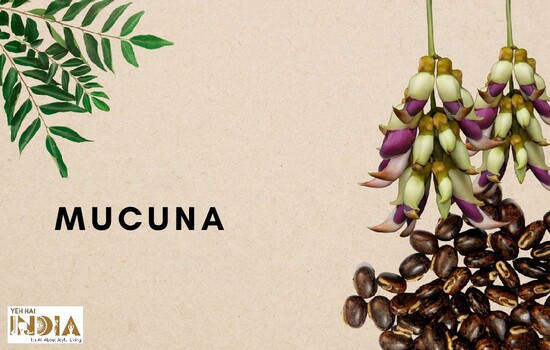 Mucuna