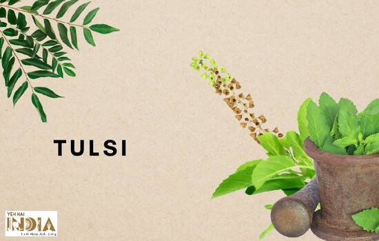 Tulsi