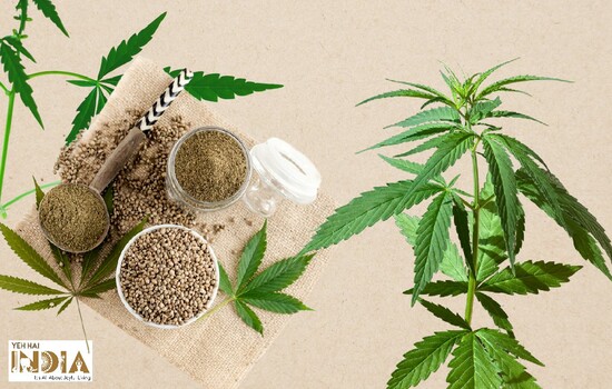 What Is 'Hemp' In Skincare