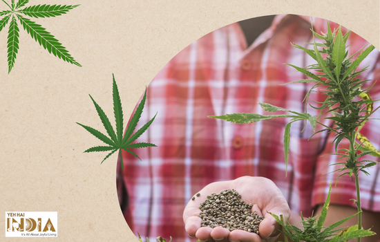 Growth trends in Indian Hemp Industry