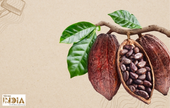 Role of Cocoa
